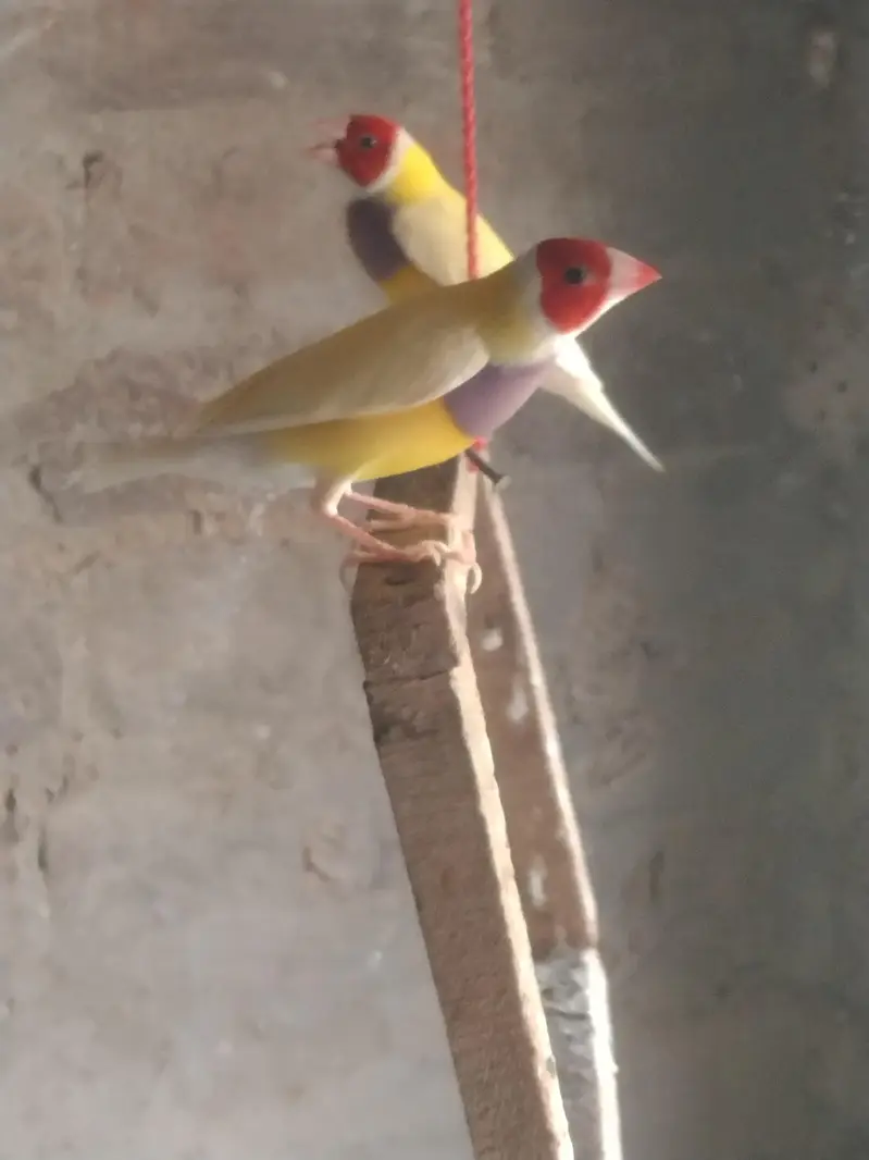 finches for sale — photo 4
