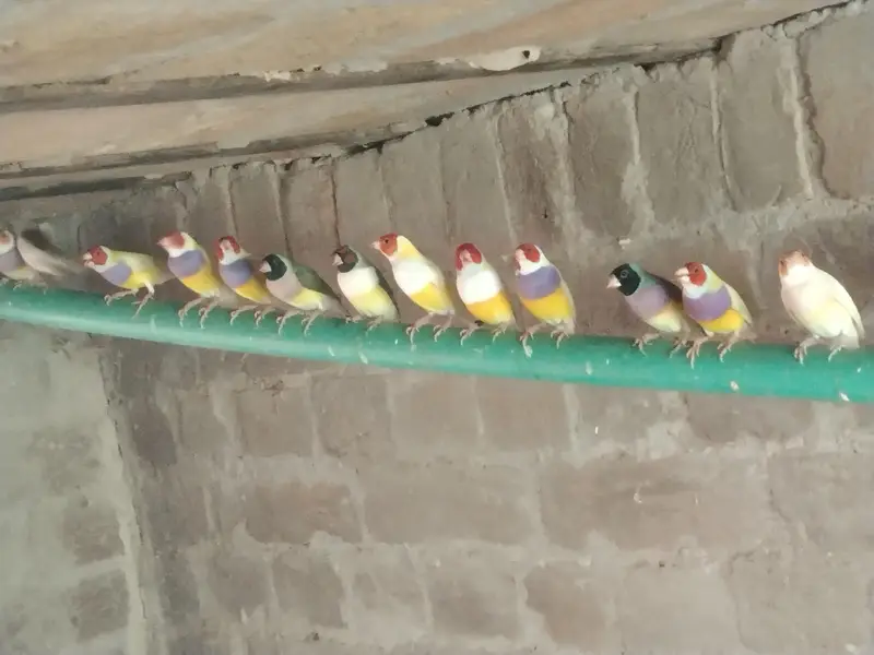 finches for sale — photo 5