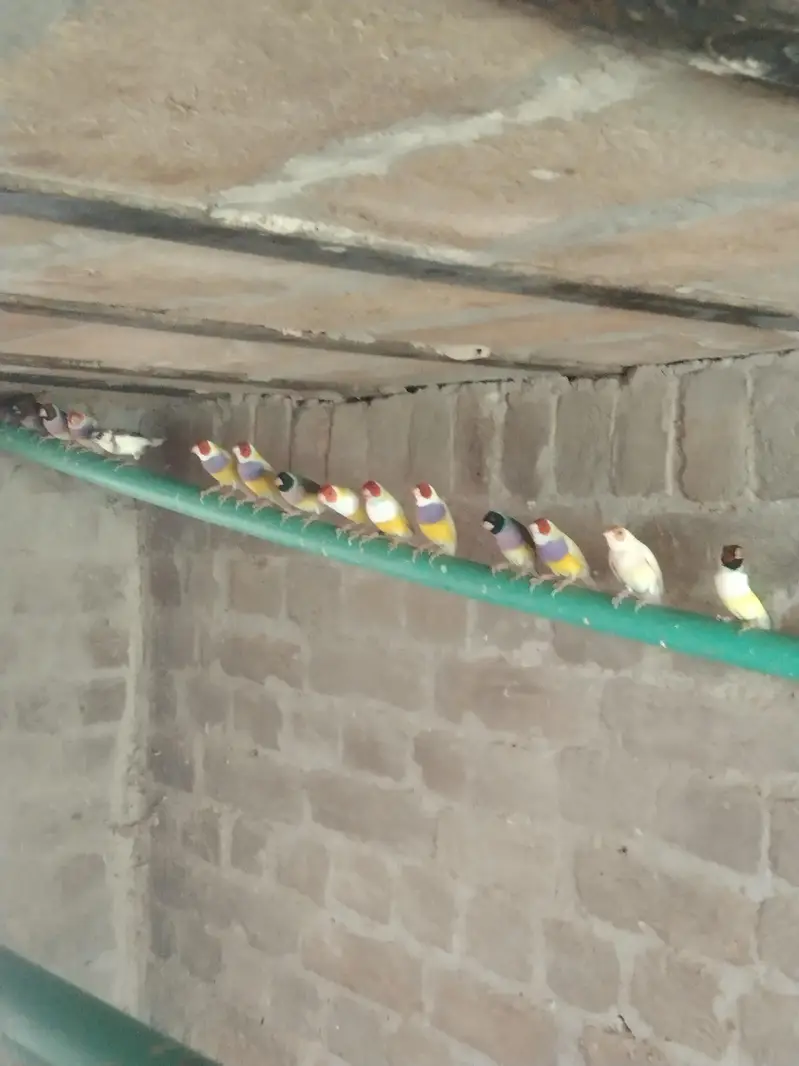 finches for sale — photo 6