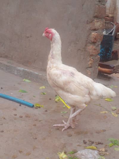 Aseel White Murghi