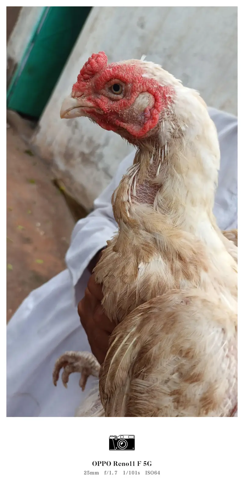 Aseel White Murghi — photo 2