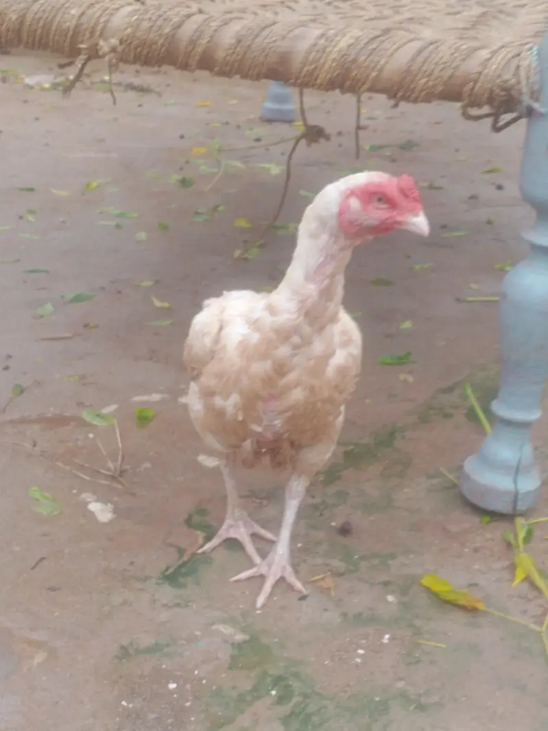 Aseel White Murghi — photo 3