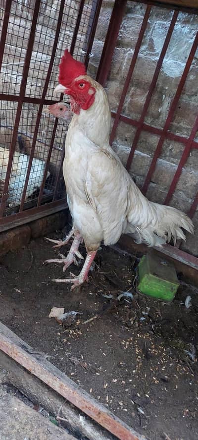 P,W Bengum Breeder