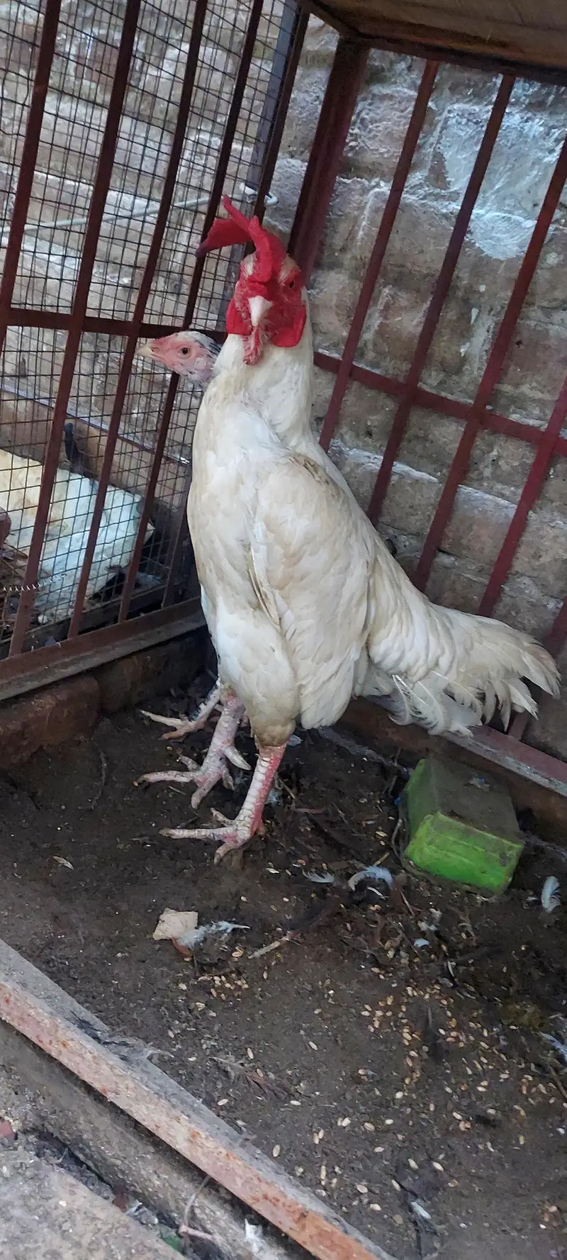 P,W Bengum Breeder — photo 2