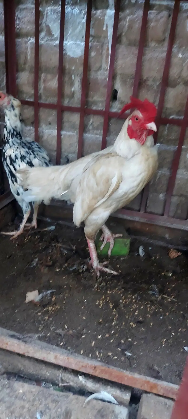 P,W Bengum Breeder — photo 3
