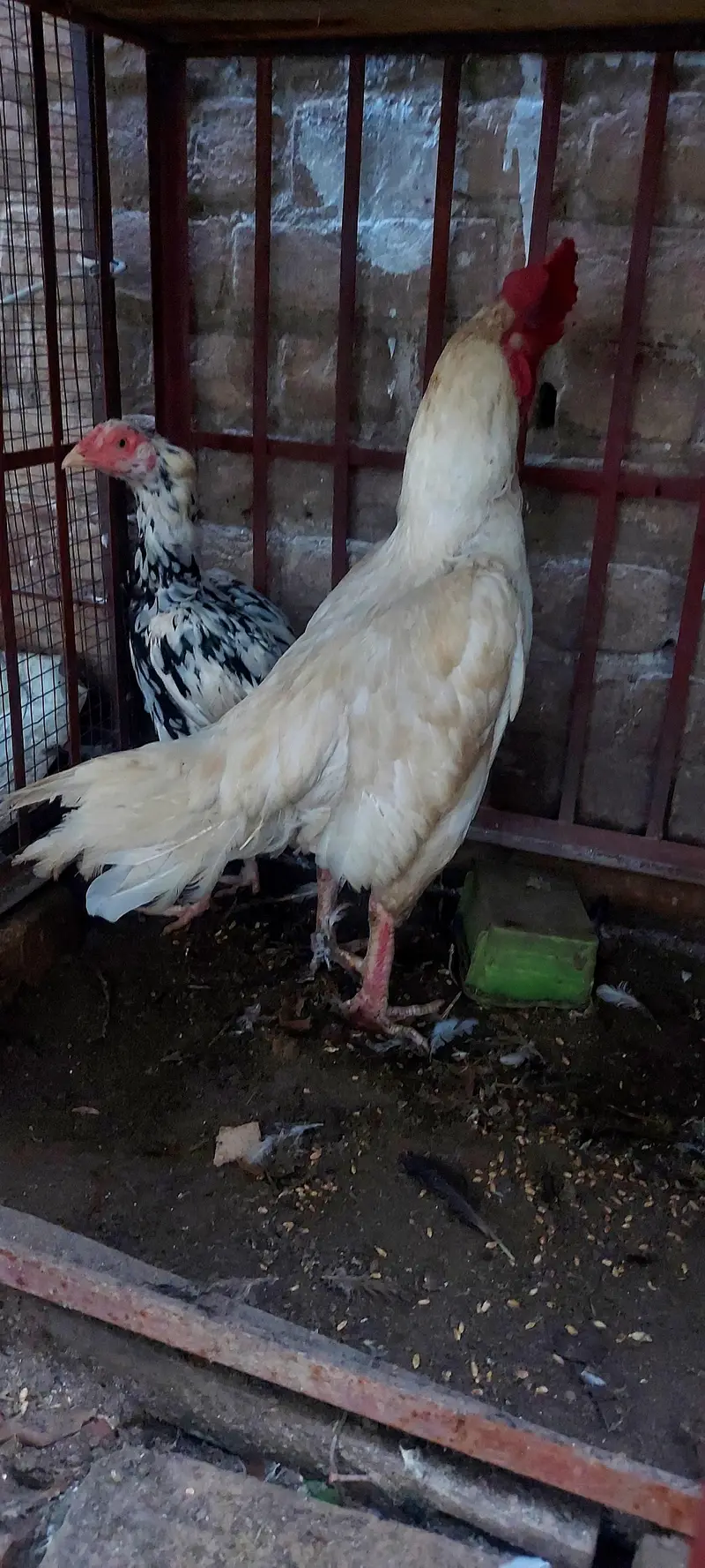 P,W Bengum Breeder — photo 4