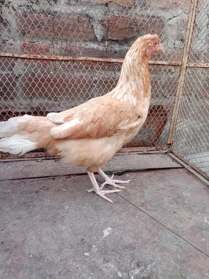 pure Desi and Kurak bi hoti hai — photo 3