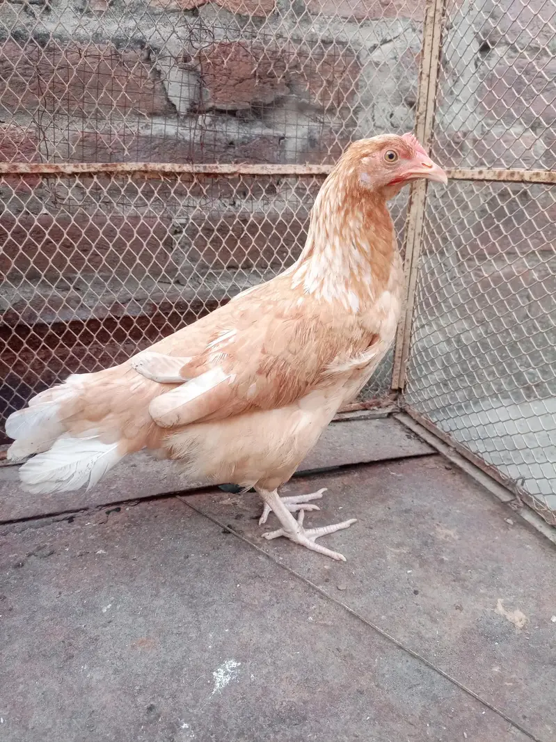 pure Desi and Kurak bi hoti hai — photo 4