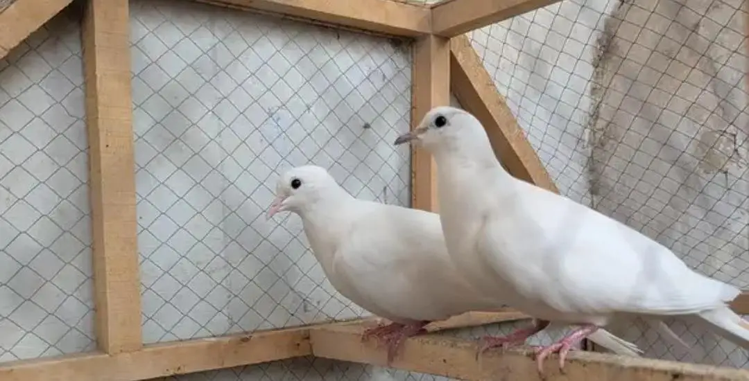 white doves active and ready to bread