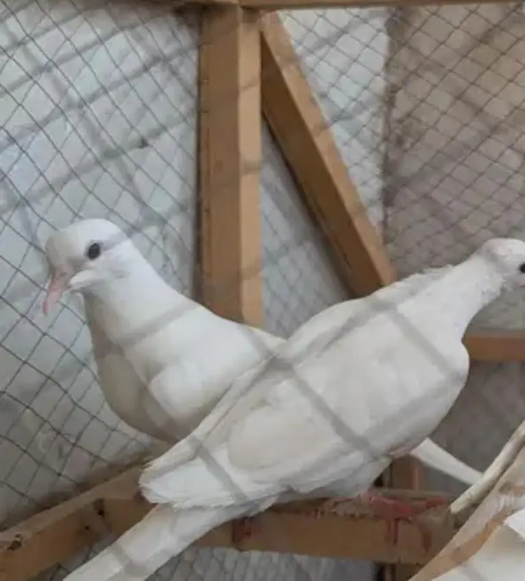 white doves active and ready to bread — photo 2