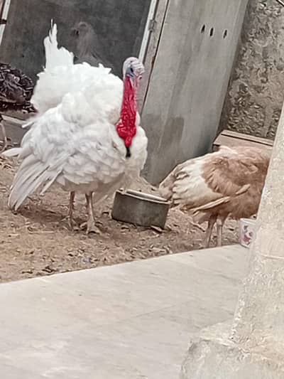Turkey trio and. chicks available