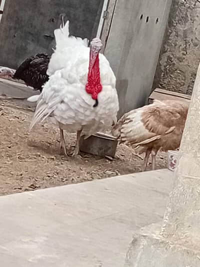 Turkey Trio available with egg laying females and chicks available