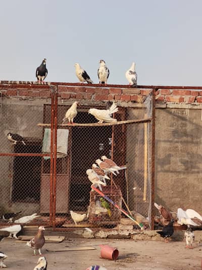 diff. type of fancy pigeon