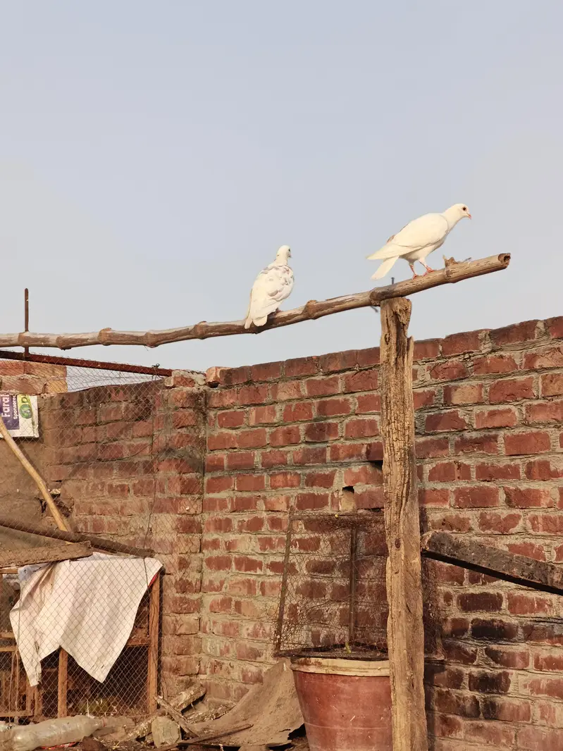 diff. type of fancy pigeon — photo 2