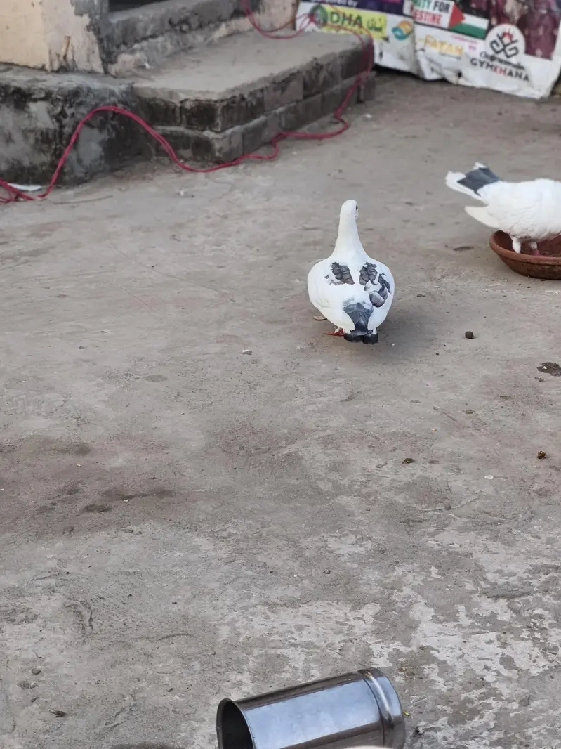 diff. type of fancy pigeon — photo 3