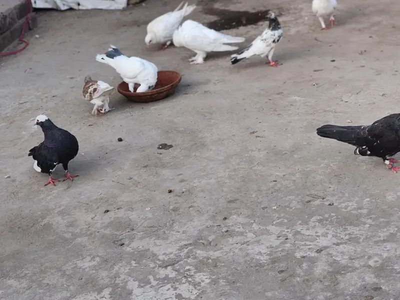 diff. type of fancy pigeon — photo 4