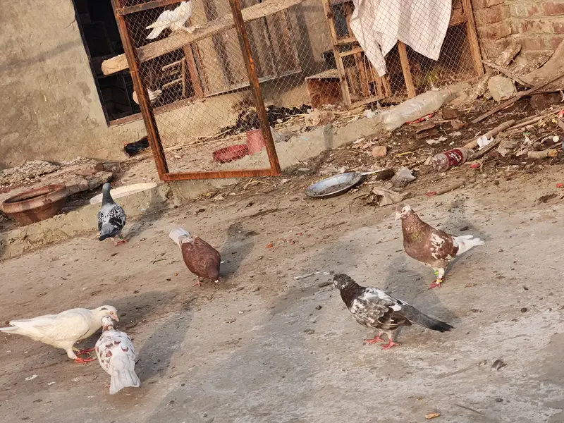 diff. type of fancy pigeon — photo 5