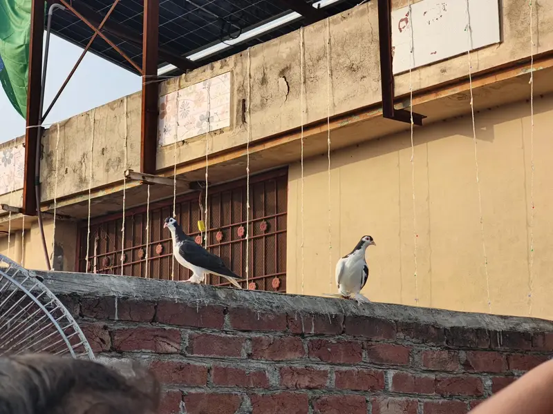 diff. type of fancy pigeon — photo 6