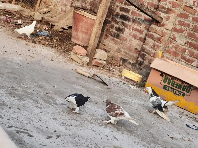 diff. type of fancy pigeon — photo 7