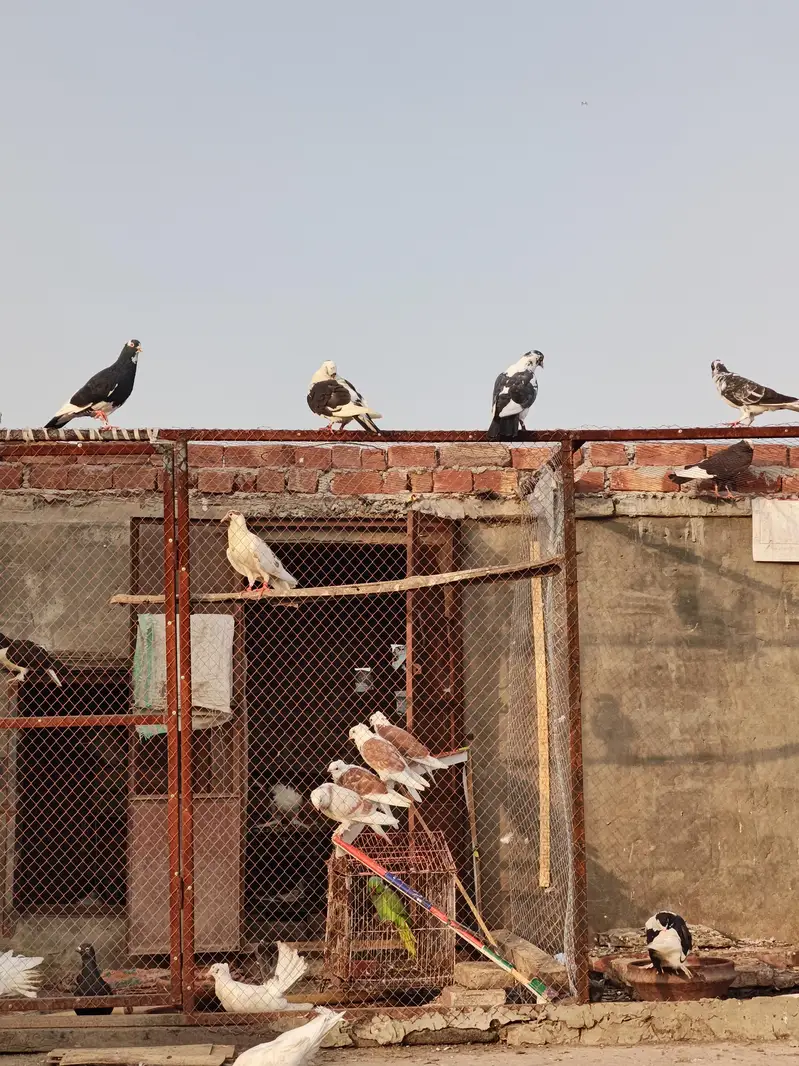diff. type of fancy pigeon — photo 8