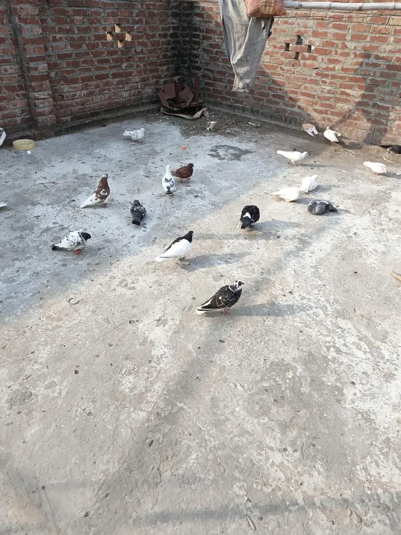 diff. type of fancy pigeon — photo 9