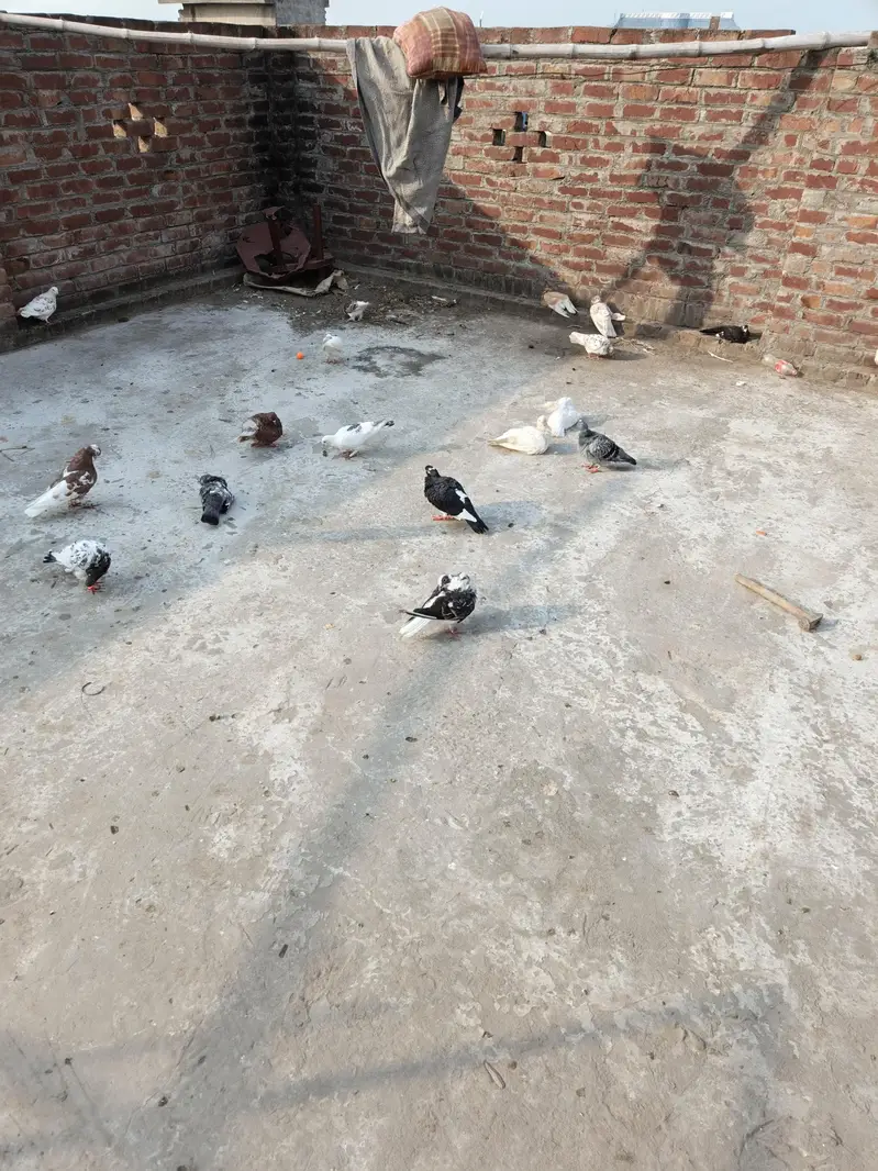 diff. type of fancy pigeon — photo 10