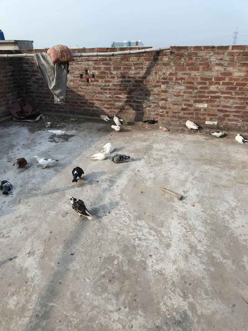 diff. type of fancy pigeon — photo 11