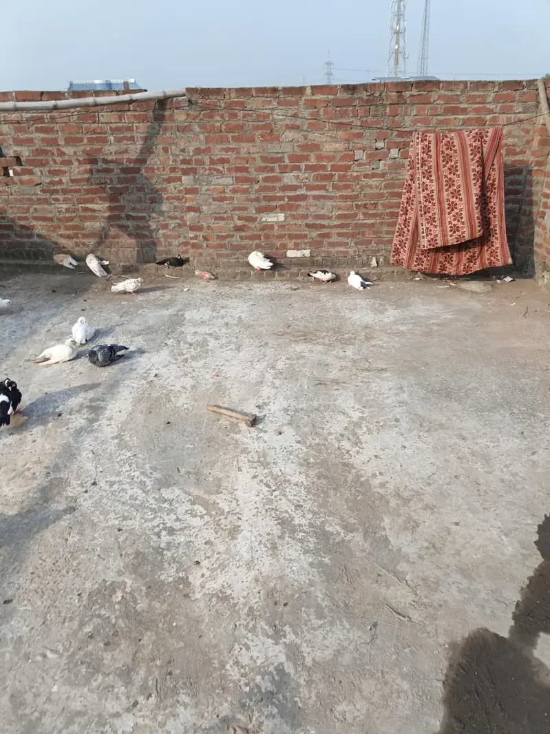 diff. type of fancy pigeon — photo 12