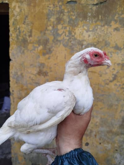 White Aseel Madi