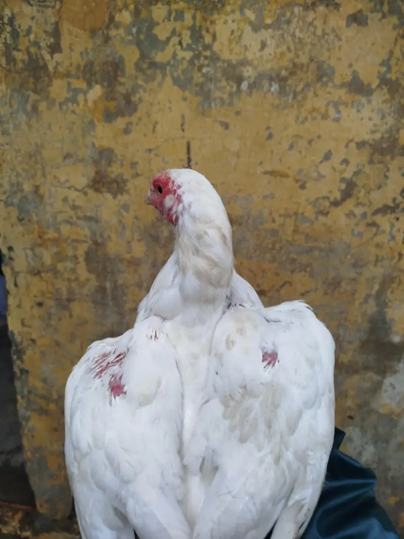 White Aseel Madi — photo 3