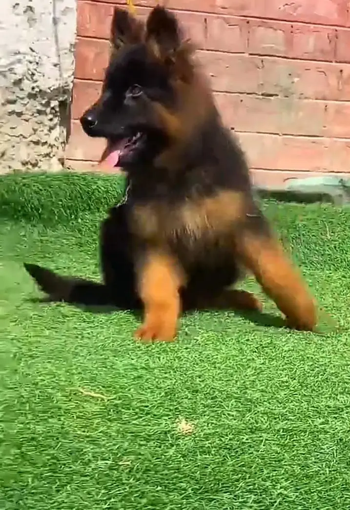 German Shepherd long coat puppies for sale my WhatsApp 03464290927 — photo 2