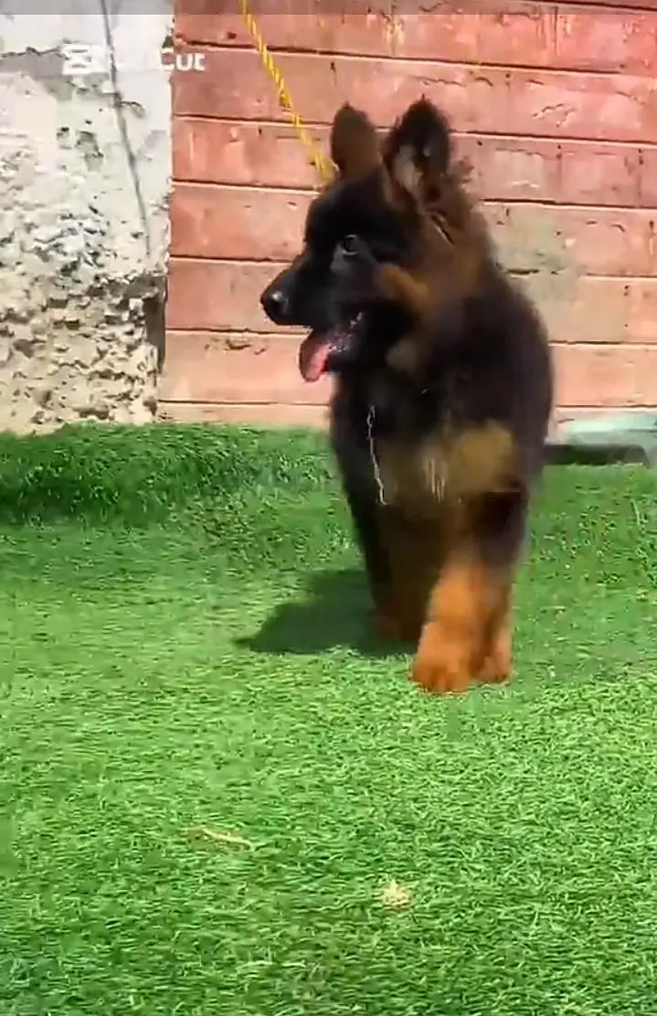 German Shepherd long coat puppies for sale my WhatsApp 03464290927 — photo 4