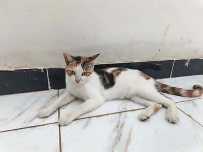 well trained kitten cat male female