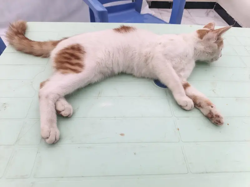 well trained kitten cat male female — photo 2