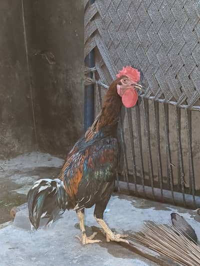 1 Desi Murga + 1 Desi Murgi + 3 Chicks for Sale