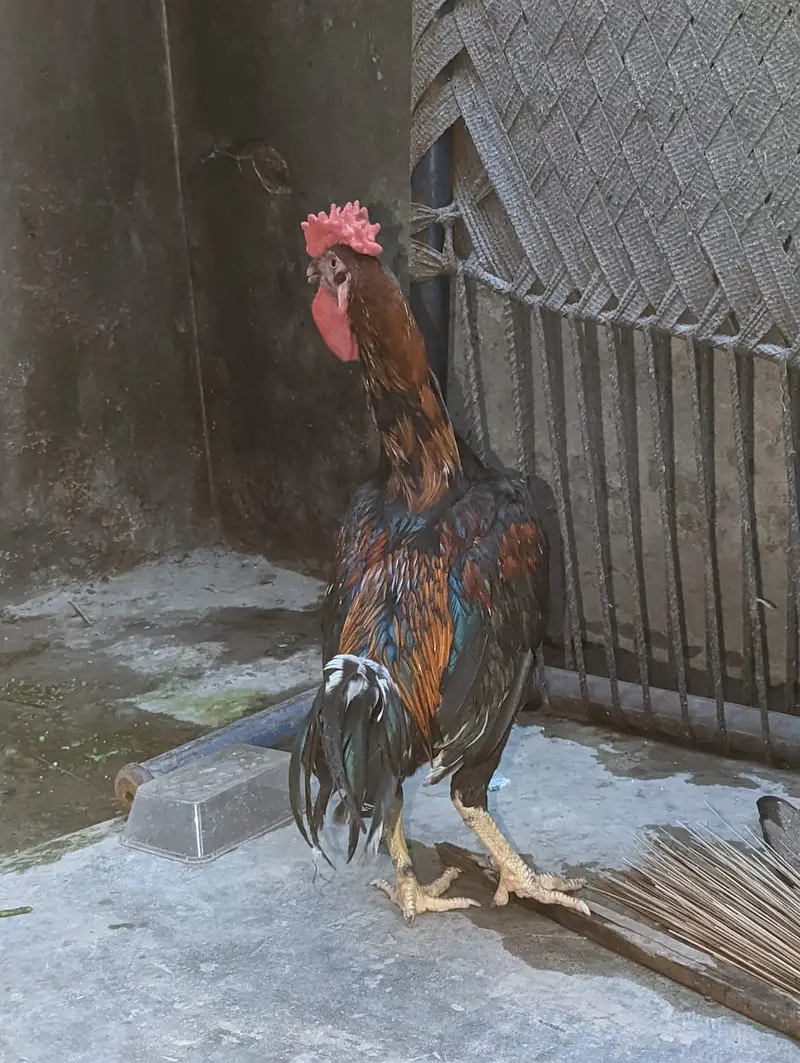 1 Desi Murga + 1 Desi Murgi + 3 Chicks for Sale — photo 2