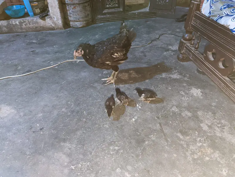1 Desi Murga + 1 Desi Murgi + 3 Chicks for Sale — photo 3