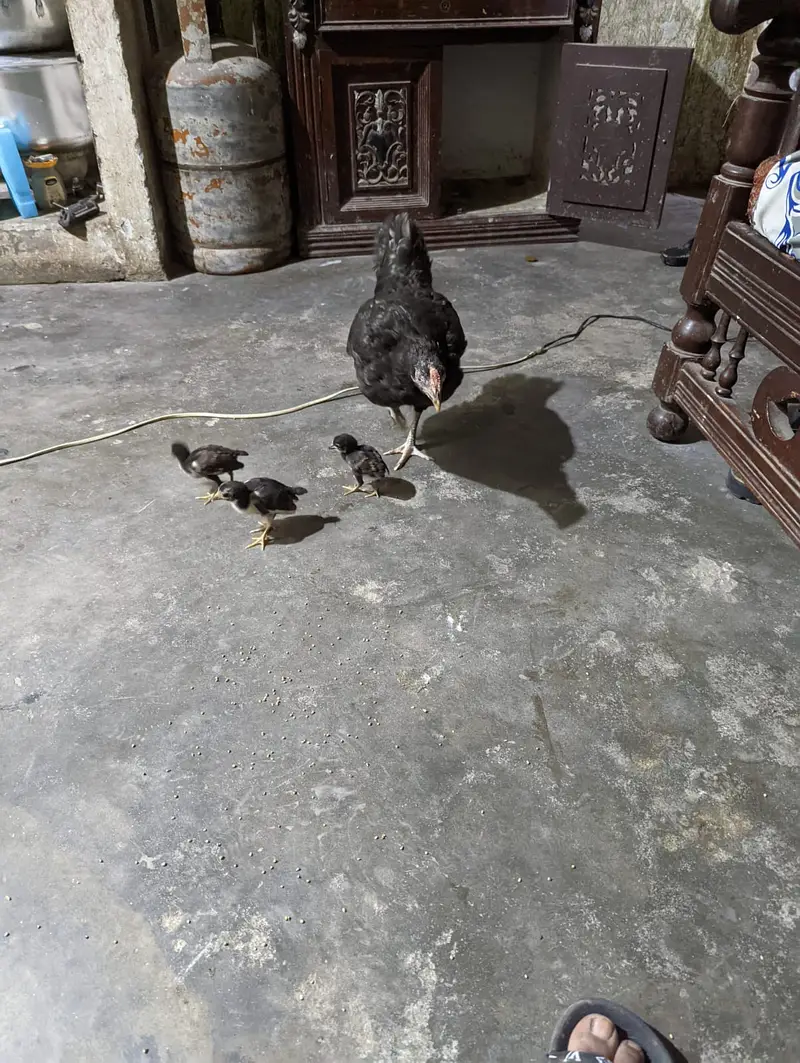 1 Desi Murga + 1 Desi Murgi + 3 Chicks for Sale — photo 4
