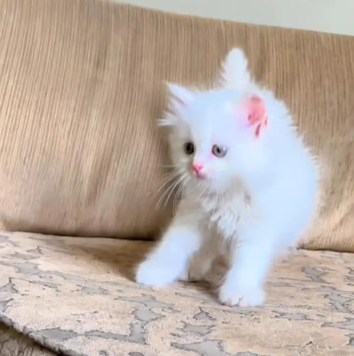 Persian kitten triple cot. for. . sale my WhatsApp03464290927 — photo 2