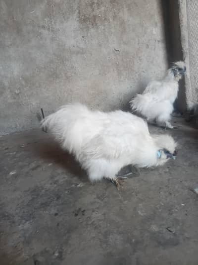white silki pair for sale