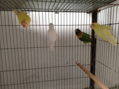 selling birds