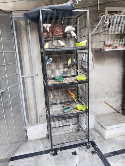 love birds cage