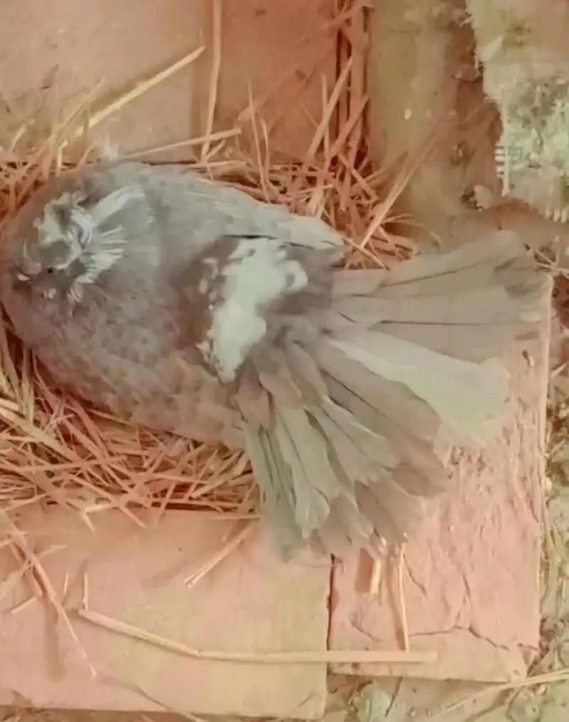 American fantail breeder pair — photo 3