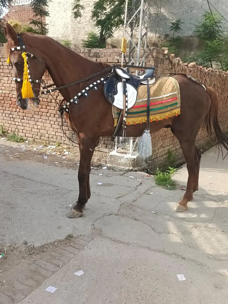 pure tharobreed — photo 2