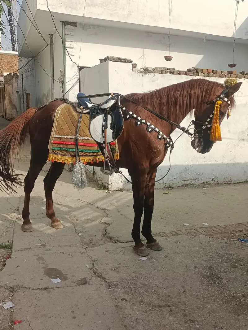 pure tharobreed — photo 3