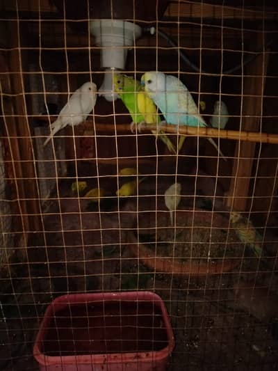 Beautiful Budgies Breeding Pairs for Sale – Cages Availab