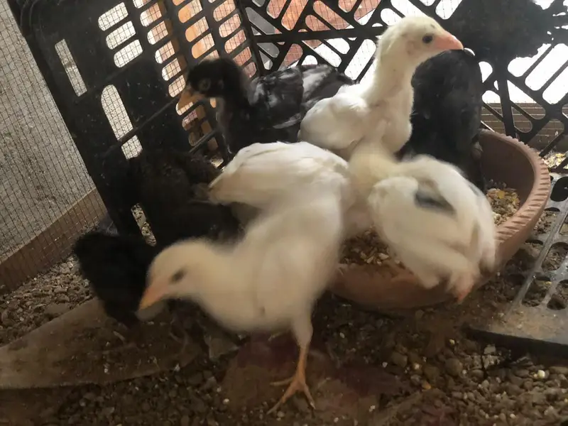 mianwali murgi with 8 chicks — photo 3