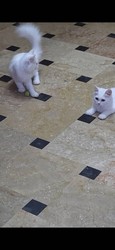 2 snowwhite Persian Female Kittens for sale