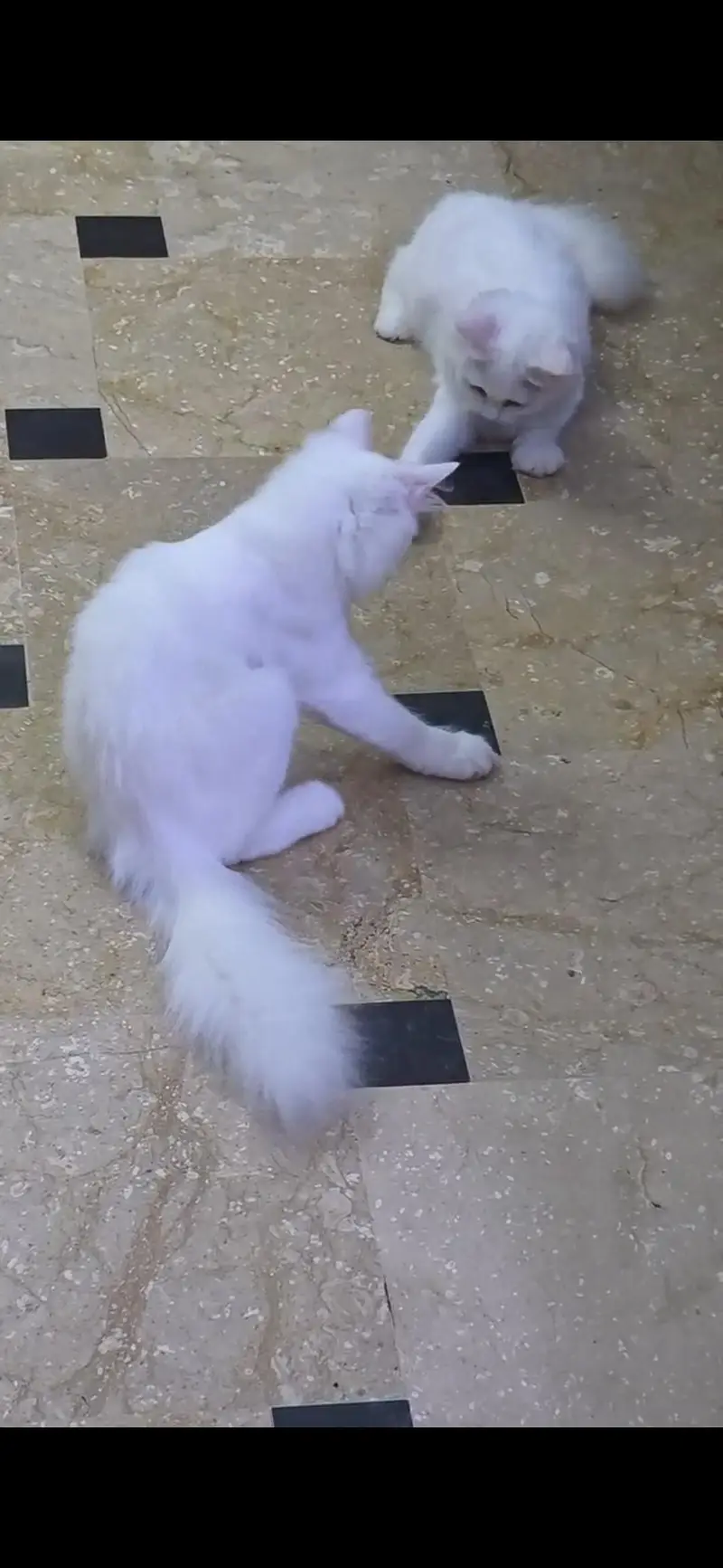 2 snowwhite Persian Female Kittens for sale — photo 2