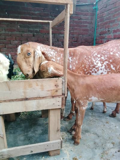 Maskhi chini Bakri with 2 kids female 0/3/0/2/1/7/3/6/8/2/5